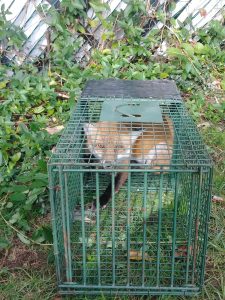 Expert Animal Removal and Trapping Services